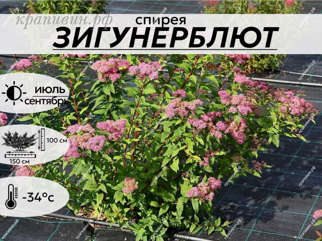 ЗИГУНЕРБЛЮТ