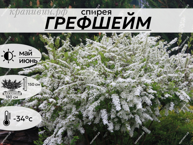 ГРЕФШЕЙМ