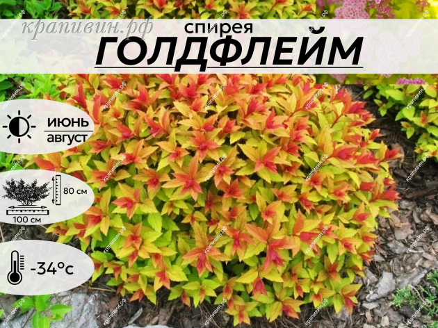 ГОЛДФЛЕЙМ