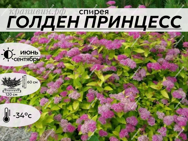 ГОЛДЕН ПРИНЦЕСС