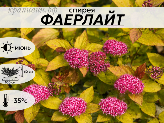 ФАЕРЛАЙТ