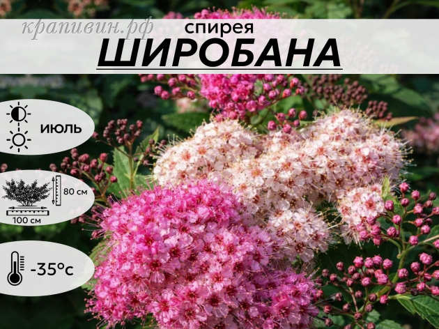 ШИРОБАНА