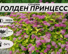 ГОЛДЕН ПРИНЦЕСС