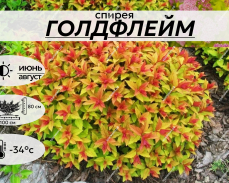 ГОЛДФЛЕЙМ