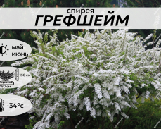 ГРЕФШЕЙМ