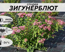 ЗИГУНЕРБЛЮТ