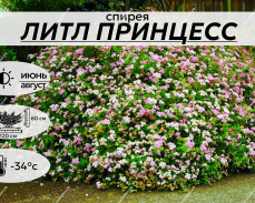 ЛИТЛ ПРИНЦЕСС