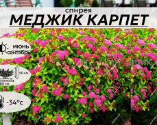 МЕДЖИК КАРПЕТ