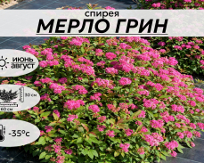 МЕРЛО ГРИН