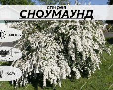 СНОУМАУНТ