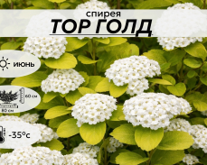 ТОР ГОЛД