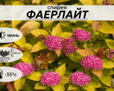 ФАЕРЛАЙТ