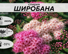 ШИРОБАНА