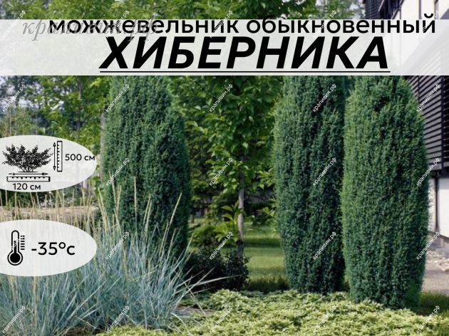 ХИБЕРНИКА