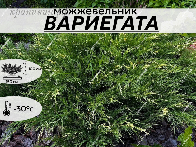 ВАРИЕГАТА