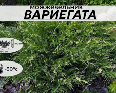 ВАРИЕГАТА