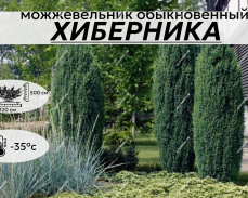 ХИБЕРНИКА