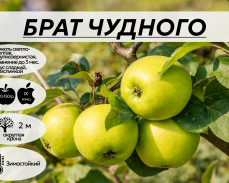 брат чудного