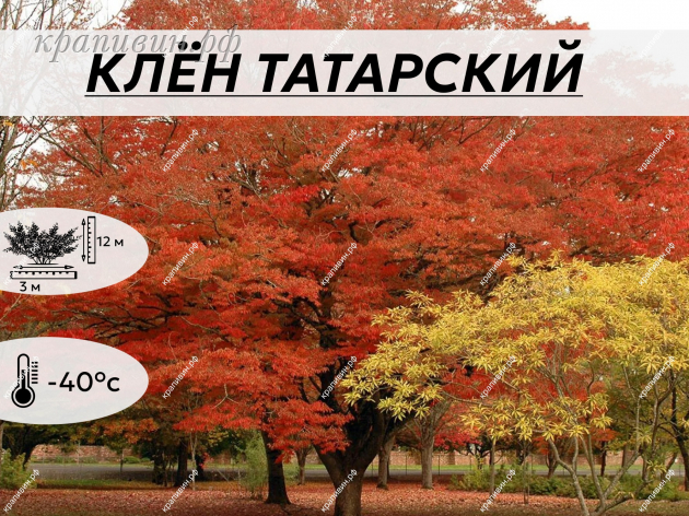 ТАТАРСКИЙ