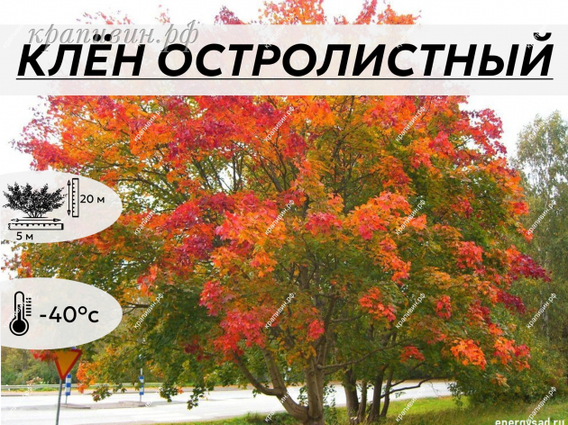  ОСТРОЛИСТНЫЙ