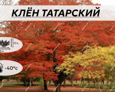 ТАТАРСКИЙ
