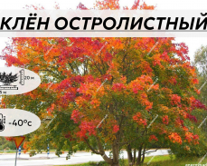  ОСТРОЛИСТНЫЙ