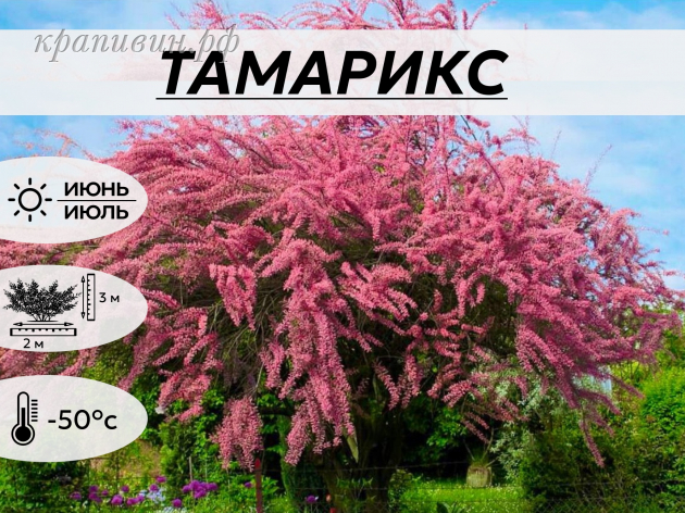 Тамарикс