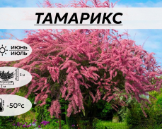 Тамарикс