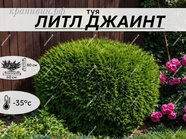 литл ДЖАИНТ