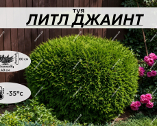 литл ДЖАИНТ