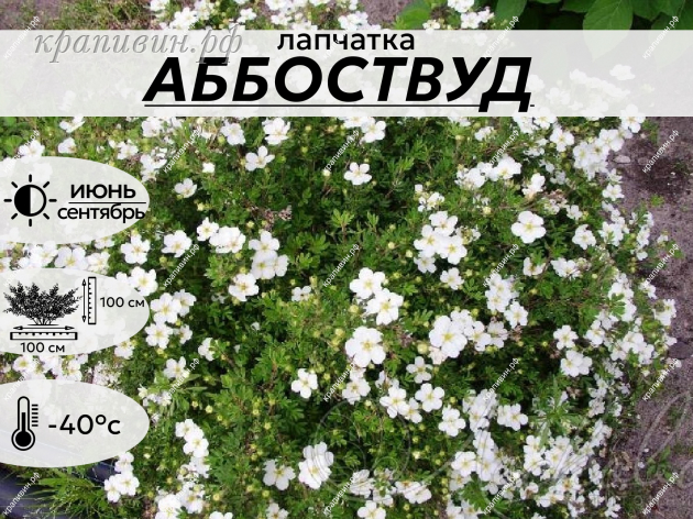 АББОСТВУД