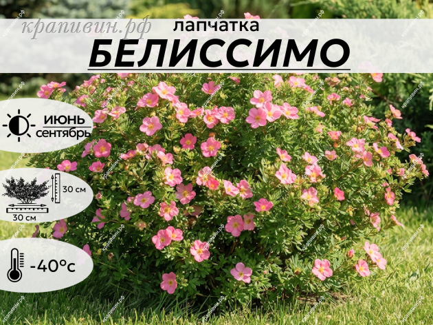 БЕЛИССИМО