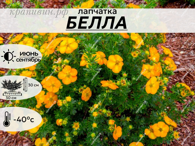 БЕЛЛА