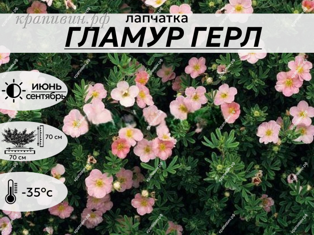 ГЛАМУР ГЁРЛ