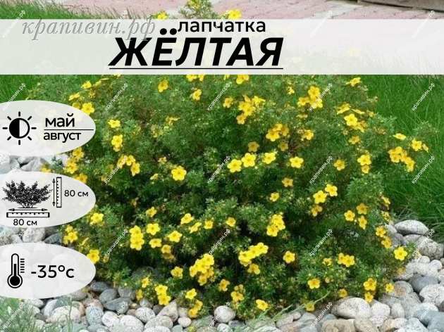 ЖЁЛТАЯ