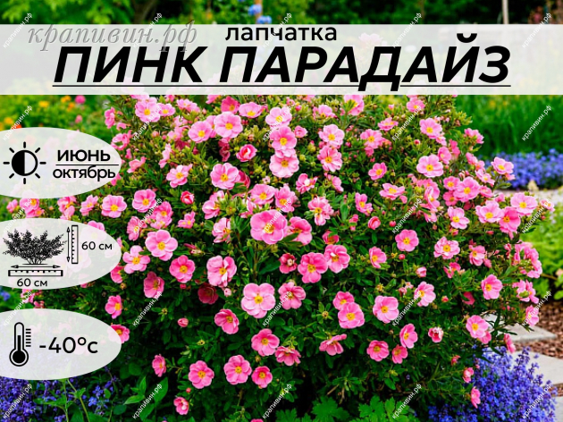ПИНК ПАРАДАЙС