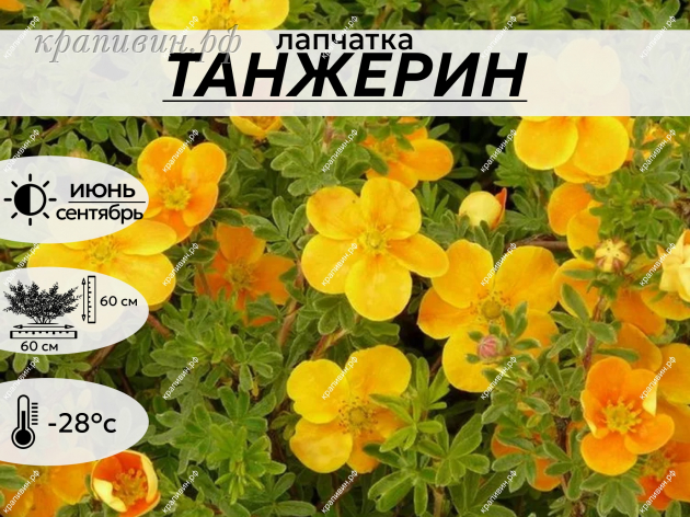 ТАНЖЕРИН