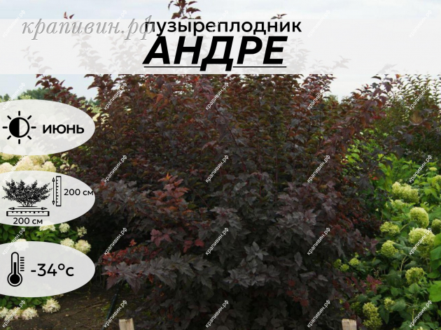 АНДРЕ