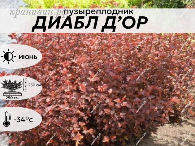 ДИАБЛ ДОР