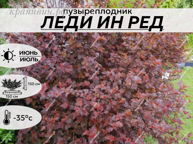 ЛЕДИ ИН РЕД