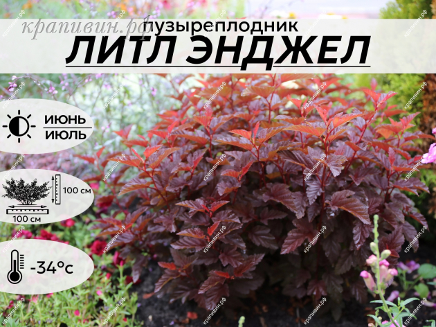 ЛИТЛ ЭНДЖЕЛ