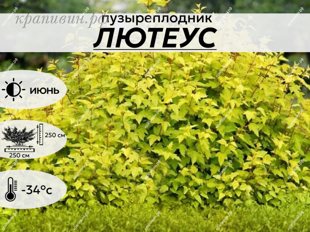 ЛЮТЕУС
