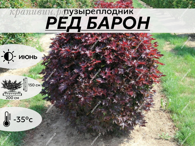 РЕД БАРОН