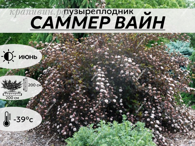 САММЕР ВАЙН