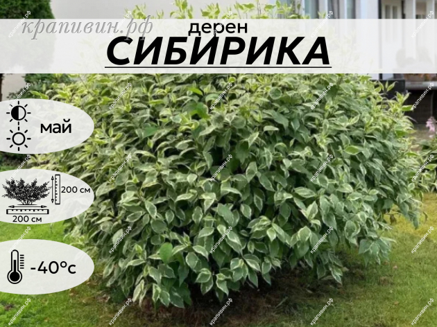 СИБИРИКА