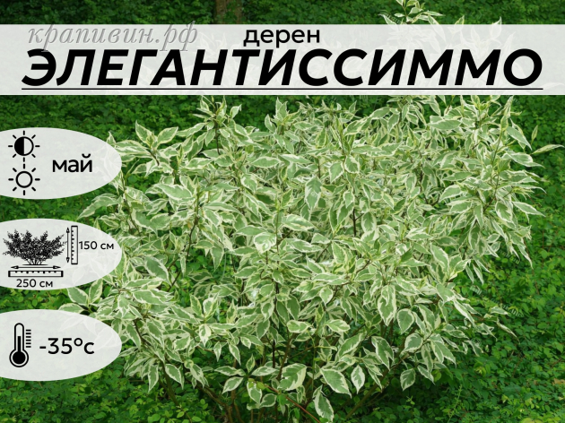 ЭЛЕГАНТИССИММО