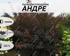 АНДРЕ