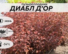 ДИАБЛ ДОР