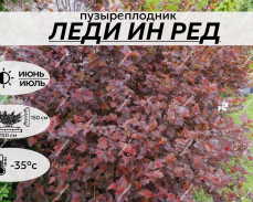 ЛЕДИ ИН РЕД