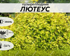 ЛЮТЕУС
